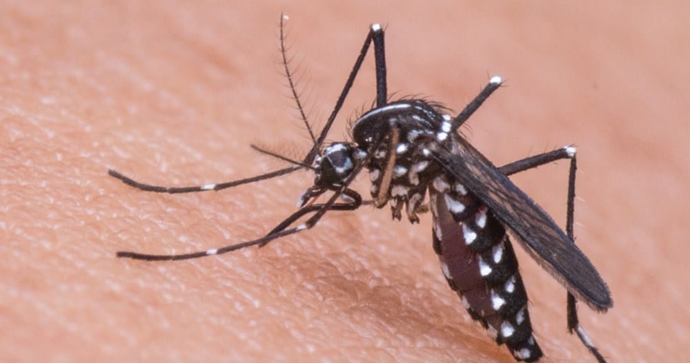 Effective and Comfortable Ways to Repel Mosquitoes at Home